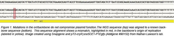 NGS sequencing reveals a mismatch