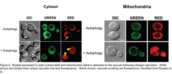 Rosella expressed in yeast cytosol on the left and mitochondria on the right