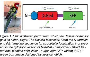 the Rosella biosensor (pictured on the right) got its name from the australian parrot (pictured on the left)