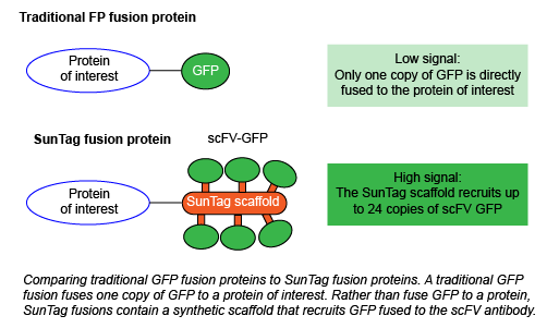 Comparing traditional GFP fusion proteins to SunTag fusion proteins