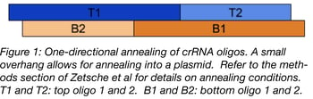 one-directional annealing of crRNA oligos