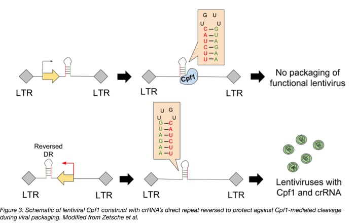 Schematic of lentiviral Cpf1 construct with crRNA's direct repeat reversed to protect against Cpf1-mediated cleavage during viral packaging