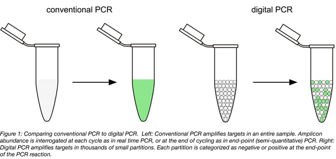 Conventional PCR shown on the left amplifies targets in entire sample. Digital PCR shown on the right amplifies targets in thousands of small partitions