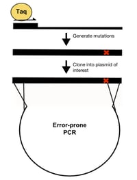 Error Prone PCR