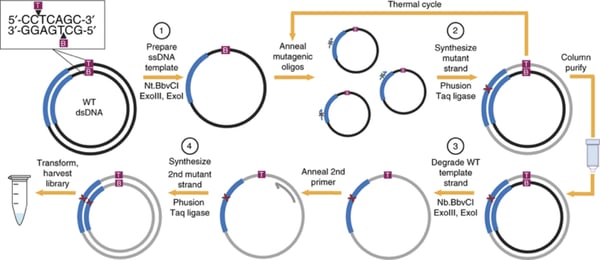 One pot saturation mutagenesis steps