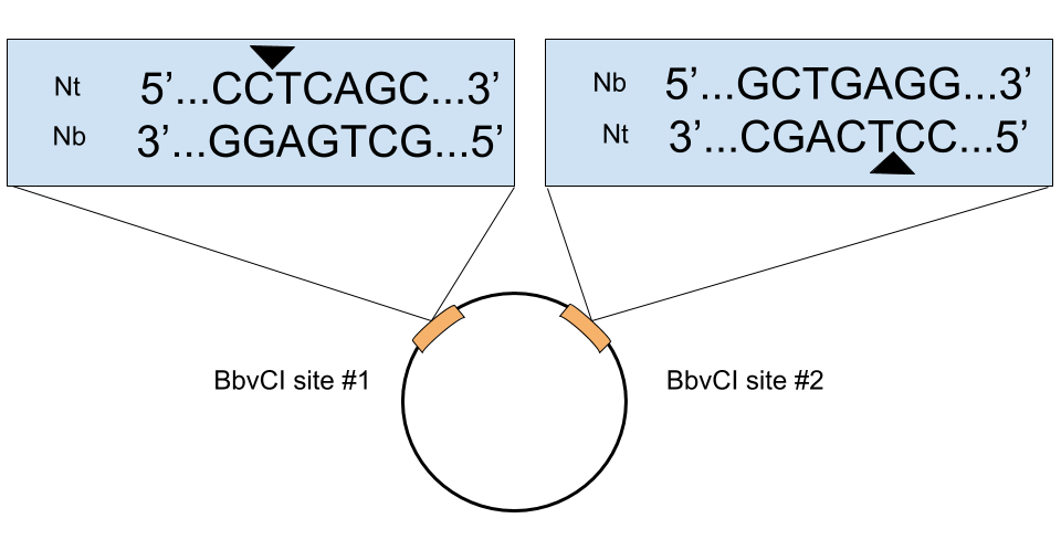 cut site orientation