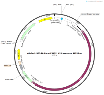 pSpCas9(BB)-2A-Puro_(PX459) V2.0.png