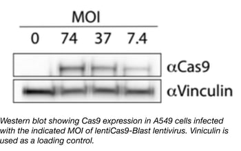 Cas9 Expression with description.png