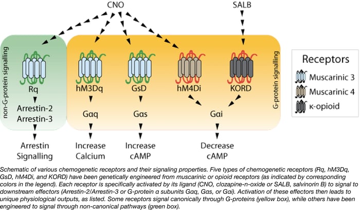 Chemogenetic Receptors.png