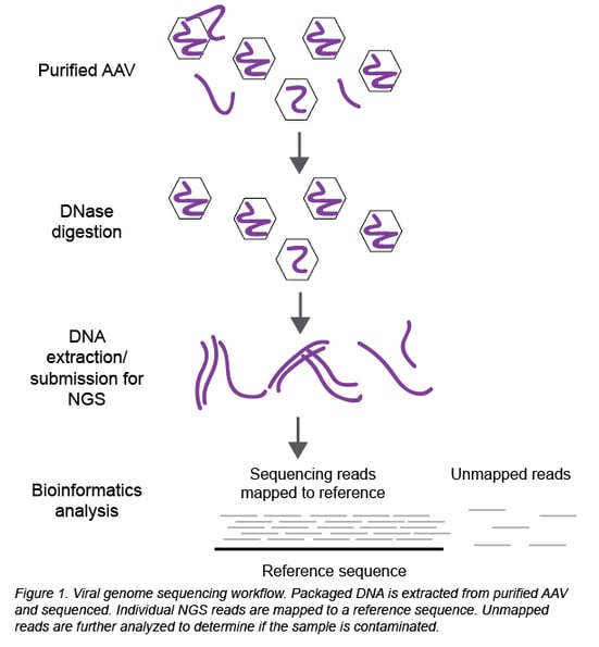 viral genome sequencing workflow