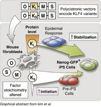 KLF4 Variants impact iPSC Generation