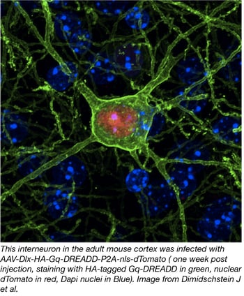 Vectors for Manipulating Interneurons