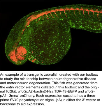 transgenic zebrafish made with the Tol2 Gateway Kit