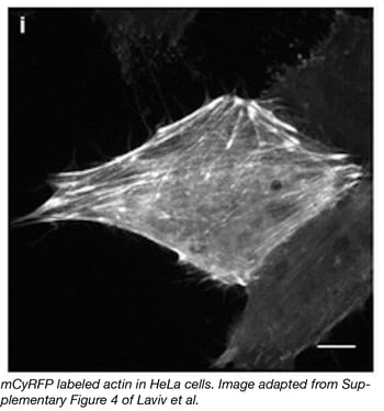 mCyRFP labeled actin in HeLa cells