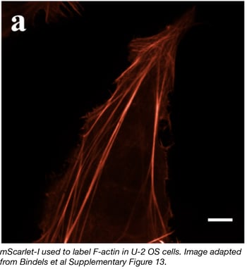 mScarlet labeling F-actin