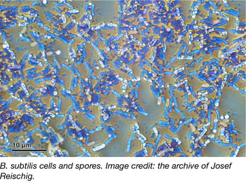 B subtilis cells and spores