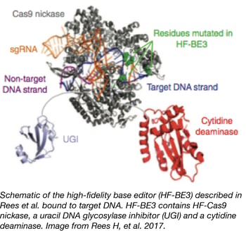 CRISPR Base Editors