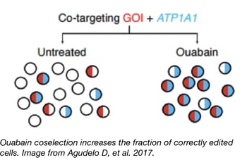 CRISPR Coselection with Ouabain