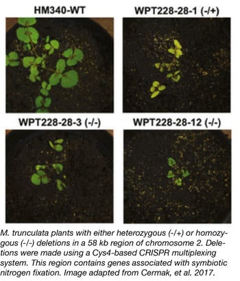 Multiplexible plant genome engineering toolkit