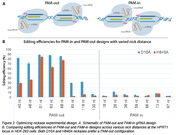 Schematic of PAM-out and PAM-in gRNA design. In PAM-out, the PAM sites are on extremes of targeted regions and for PAM-in, the PAM sites are closer together in the middle of the targeted region. Below the schematic is a graph of editing efficiencies for PAM-in and PAM-out editing that shows PAM-out design is more efficient.