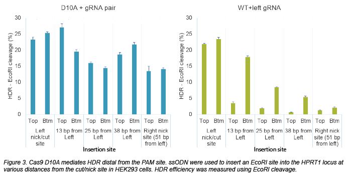 Cas9 D10A mediates HDR distal from the PAM site