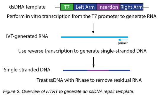 overview of ivTRT to generate an ssDNA repair template
