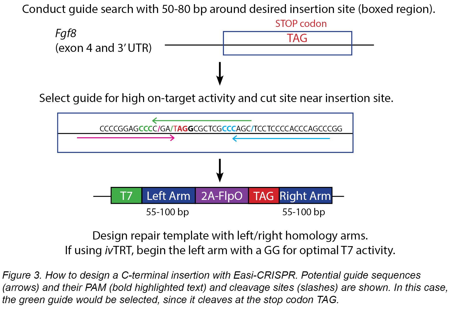 Easi-CRISPR: Generating Knock-In And Conditional Mouse Models