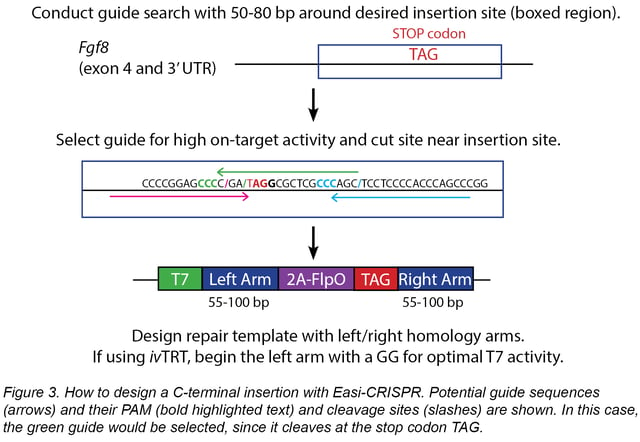 how to design a C-terminal insertion with Easi-CRISPRi