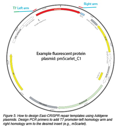How to design Easi-CRISPR repair template with Addgene plasmids