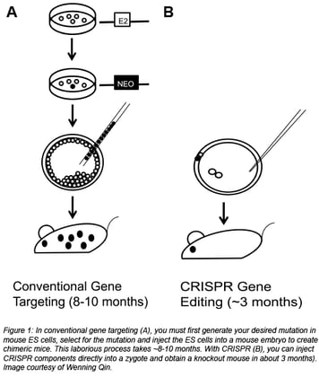 comparison between conventional gene targeting which takes 8-10 months and CRISPR gene editing which takes 3 months