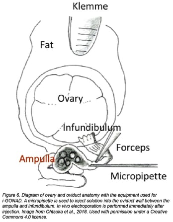 diagram of ovary and oviduct anatomy with equipment used for i-GONAD