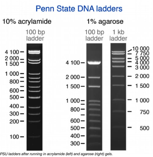 Penn State DNA Ladders
