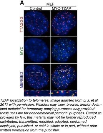 Telomere Regulation with TZAP