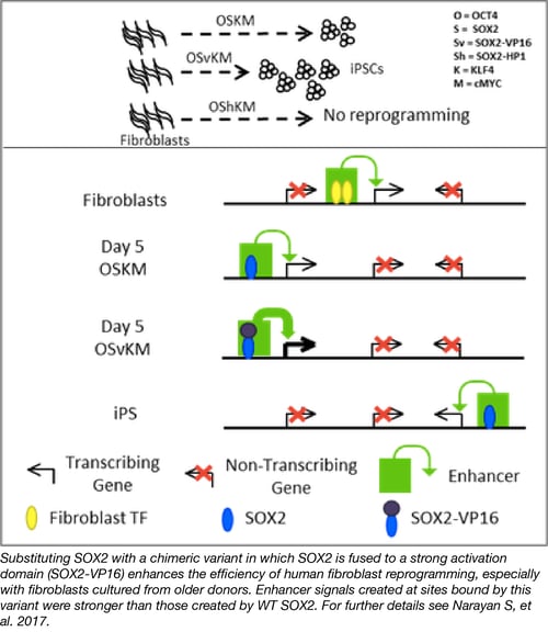 Transcription Factor Fusions for iPSC Reprogramming