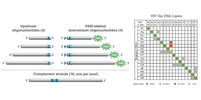 High fidelity Taq DNA ligase