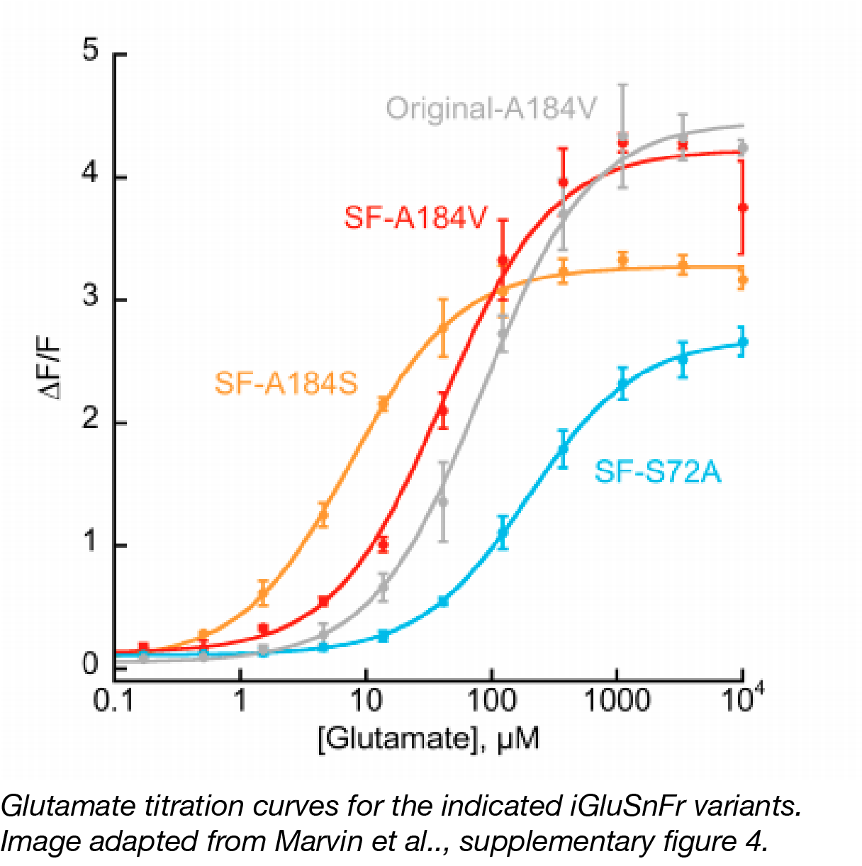 New Neuroscience Tool: The SF-iGluSnFr Glutamate Sensor