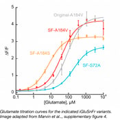  glutamattitrering for iglusnfr-varianter