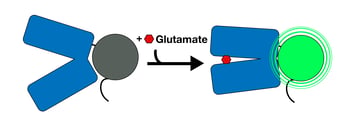 New Neuroscience Tool: The SF-iGluSnFr Glutamate Sensor