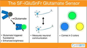 iGluSnFr fluoreseert met glutamaatinvoer en meet neuronale communicatie
