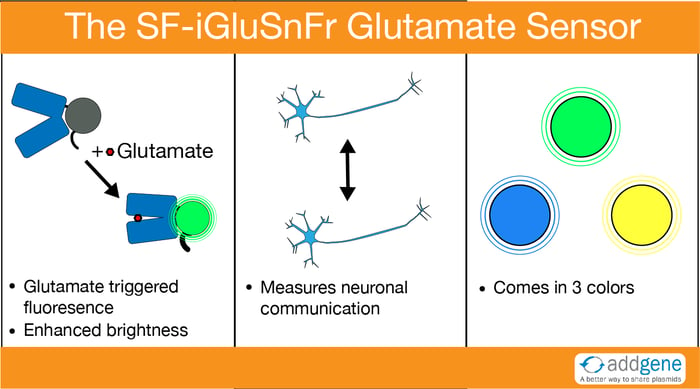 iGluSnFr fluoresces with glutamate input and measure neuronal communication