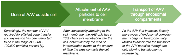 AAV Infection Flow Chart