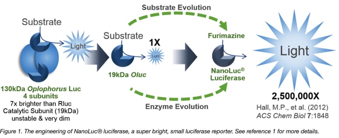 engineering of NanoLuc luciferase