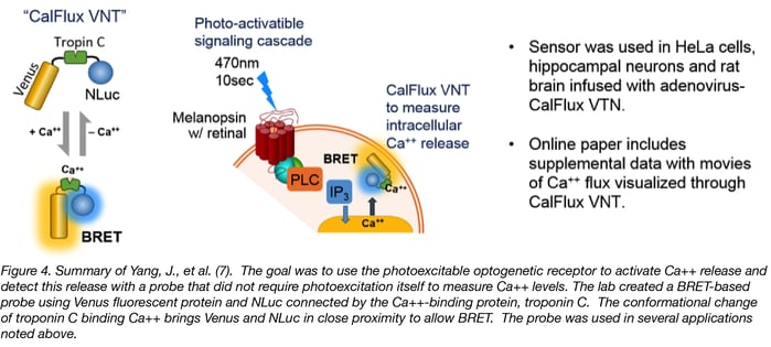 Intracellular Calcium Sensor