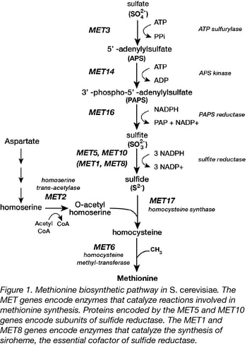 Methionine biosynthesis pathway in s. cerevisiae