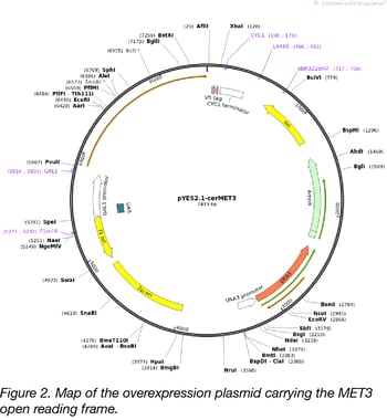 Yeast overexpression plasmid for MET3