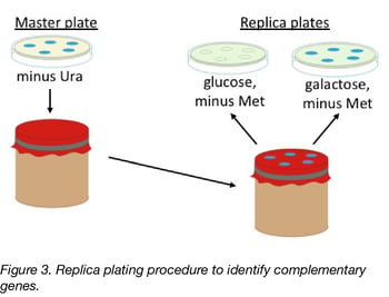 Replicating procedure for complementation