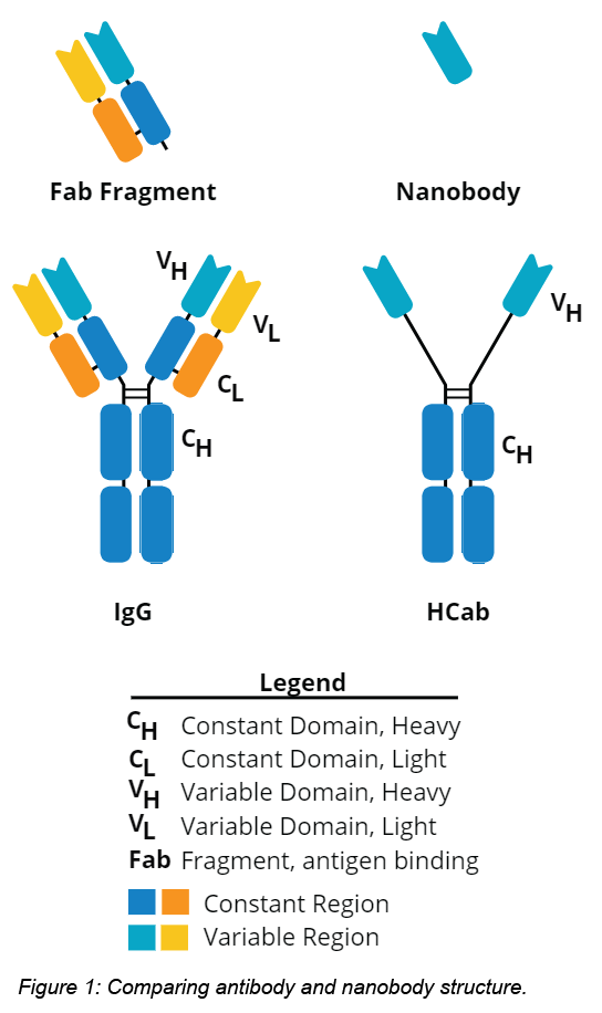 Plasmids 101 Secondary Nanobody Toolbox