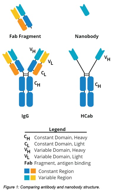 comparison of antibody and nanobody structure