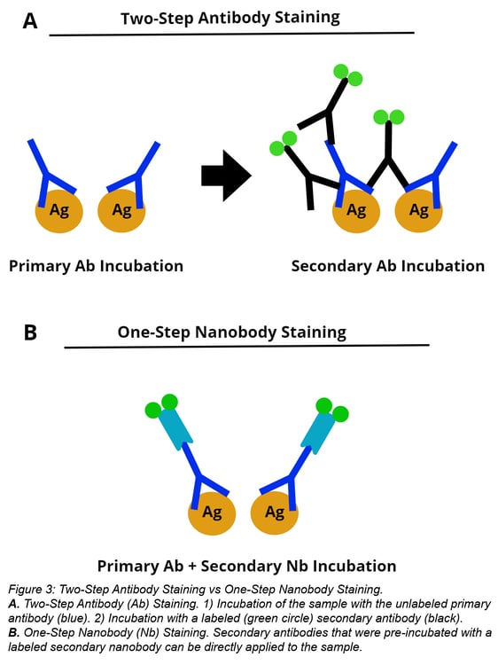 two-step antibody staining versus one-step nanobody staining