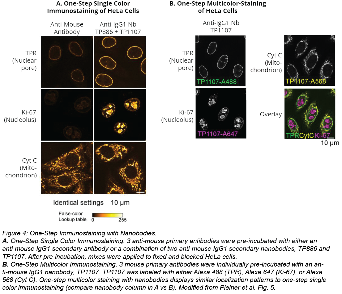 Plasmids 101: Secondary Nanobody Toolbox